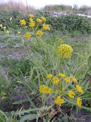 Pastinaca clausii
