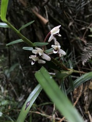 Maxillaria lawrenceana