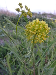Pastinaca clausii