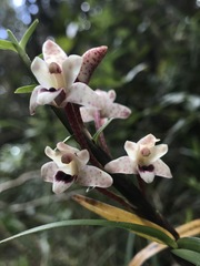 Maxillaria lawrenceana