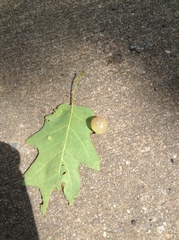 Amphibolips nubilipennis