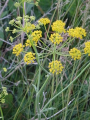 Pastinaca clausii