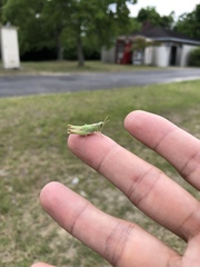 Aiolopus thalassinus tamulus