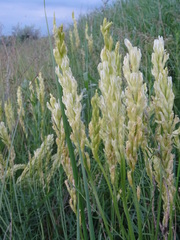 Astragalus asper