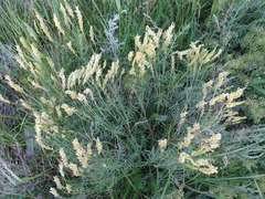 Astragalus asper