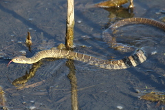 Nerodia erythrogaster