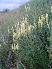 Astragalus asper