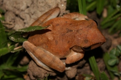 Polypedates megacephalus