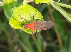 Leptocoris