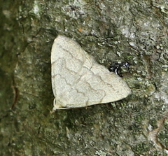 Pechipogo strigilata