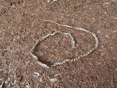 Siphlophis cervinus