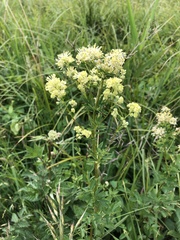 Thalictrum lucidum