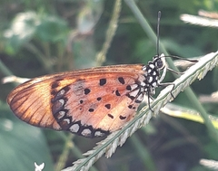Acraea terpsicore