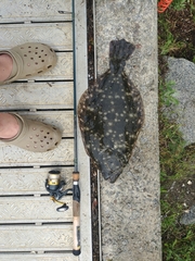 Paralichthys lethostigma