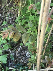 Ailanthus altissima