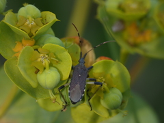 Dicranocephalus albipes