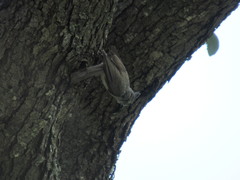 Baeolophus atricristatus