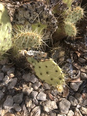 Opuntia aureispina
