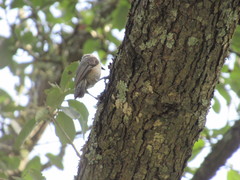 Baeolophus atricristatus