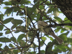 Baeolophus atricristatus