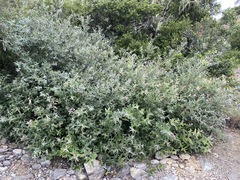 Salix breweri
