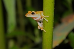 Polypedates megacephalus