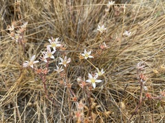 Dudleya blochmaniae
