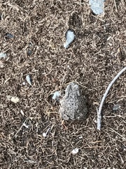 Anaxyrus compactilis