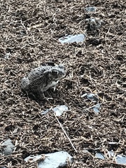 Anaxyrus compactilis