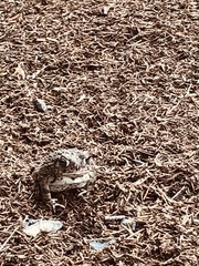 Anaxyrus compactilis