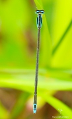 Aciagrion occidentale