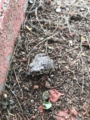 Anaxyrus compactilis