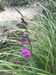 Gladiolus italicus