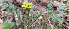 Pseudocymopterus
