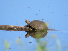 Kinosternon sonoriense