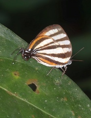 Arawacus separata