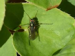 Dolichopus nigricornis