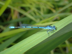 Coenagrion puella