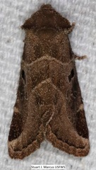 Plagiomimicus pityochromus