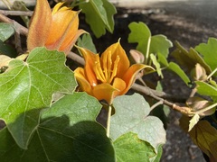×chiranthofremontia lenzii