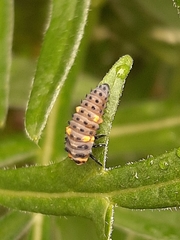 Coccinella septempunctata