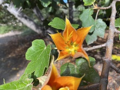×chiranthofremontia lenzii