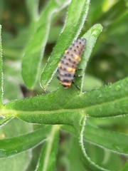 Coccinella septempunctata