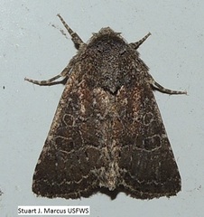 Protorthodes orobia