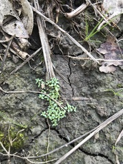 Callitriche terrestris