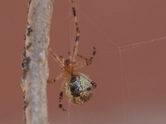 Theridiidae