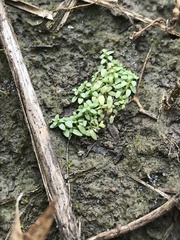 Callitriche terrestris