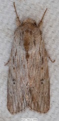 Spodoptera albula