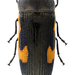 Acmaeodera luzonica volkovitshi - Photo (c) Kohichiro Yoshida,  זכויות יוצרים חלקיות (CC BY-NC)