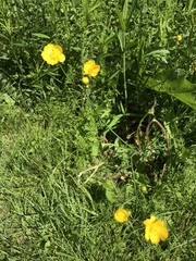 Ranunculus acris acris